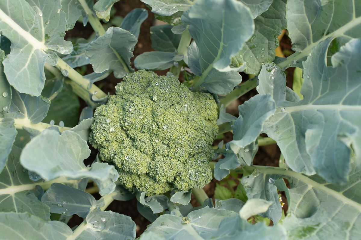 Emerald Crown – Broccoli Seed